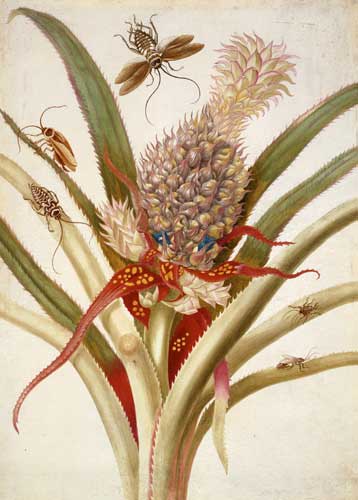 Metamorphosis Insectorum Surinamensium. Domaine public.