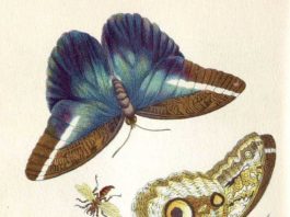 Metamorphosis Insectorum Surinamensium. Domaine public.