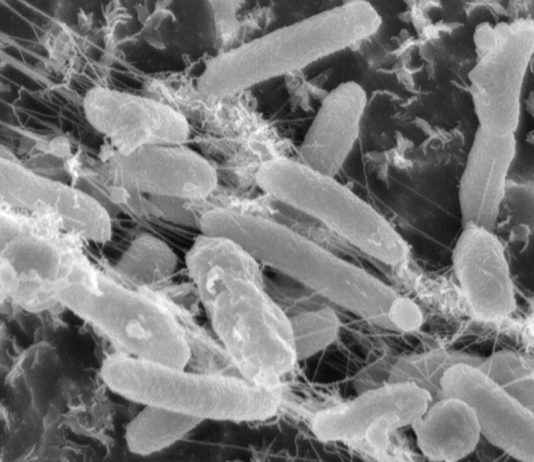 Bacterie I Sakaiensis